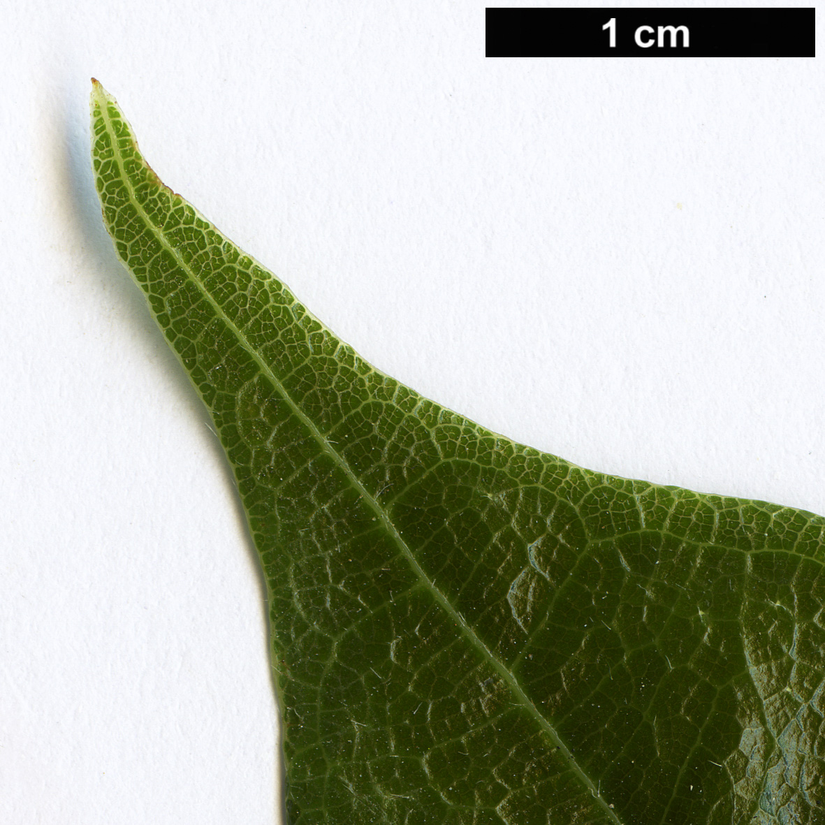 High resolution image: Family: Moraceae - Genus: Ficus - Taxon: sarmentosa - SpeciesSub: var. henryi